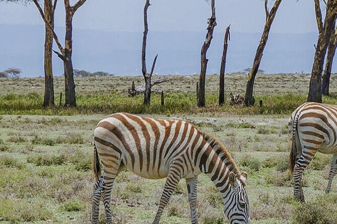 Nairobi Day Trip to Crescent Island Game Park From Lake Naivasha - Frequently Asked Questions