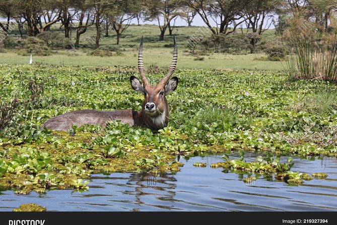 Nairobi Day Trip To Crescent Island Game Park - Lake Naivasha - Picnic Lunch Experience