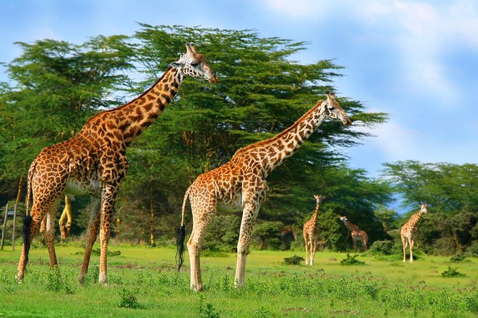Nairobi Day Trip To Crescent Island Game Park - Lake Naivasha - Included Services