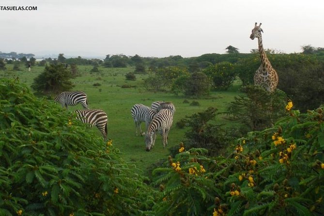 Nairobi Day Trip To Crescent Island Game Park - Lake Naivasha - Customer Reviews