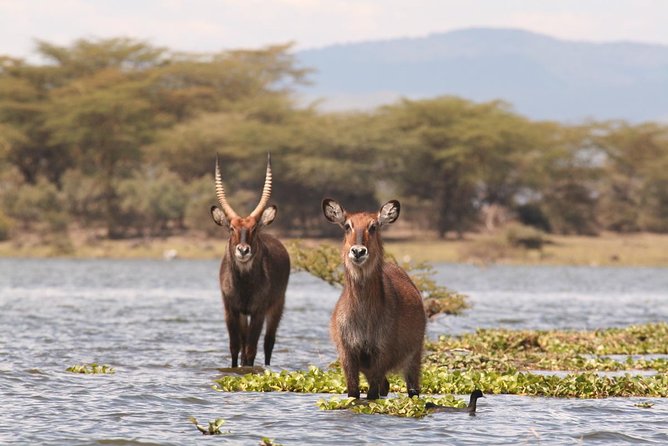 Nairobi Day Trip To Crescent Island Game Park - Lake Naivasha - Directions and Recommendations