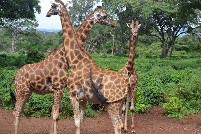 Nairobi Full Day Adventure Tour With Professional Driver Guide - Additional Guidelines
