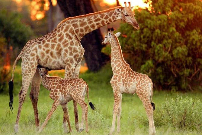 Nairobi Full Day Adventure Tour With Professional Driver Guide - Cancellation Policy