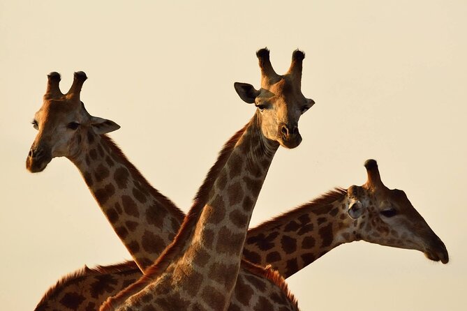 Nairobi Full Day Adventure Tour With Professional Driver Guide - Tour Pricing