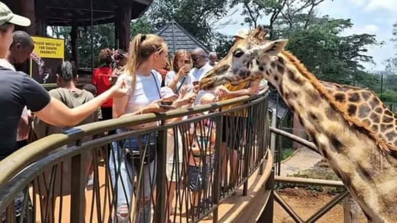Nairobi Giraffe Centre & Kibera Slum Half-Day Tour with Local Village - Key points before you book
