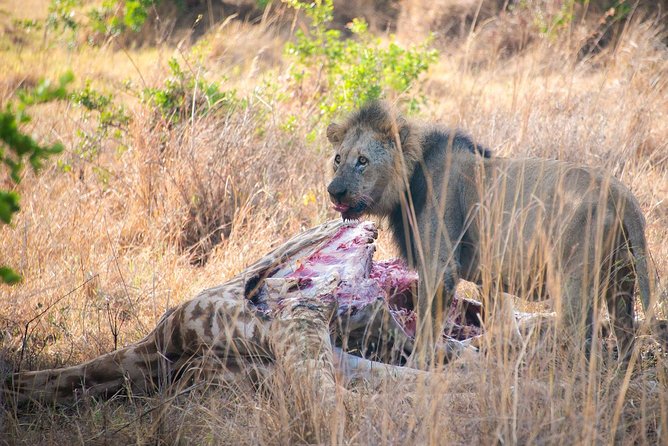 Nairobi Half Day Top Tour Attractions for Travellers - David Sheldrick Wildlife Trust