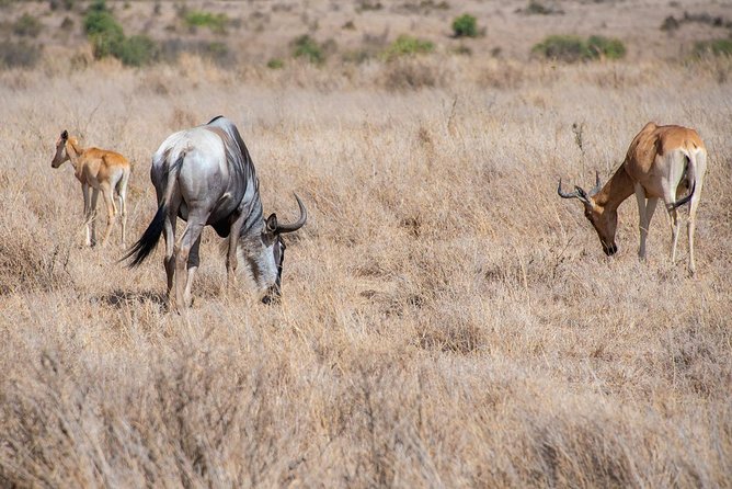 Nairobi Half Day Top Tour Attractions for Travellers - Frequently Asked Questions