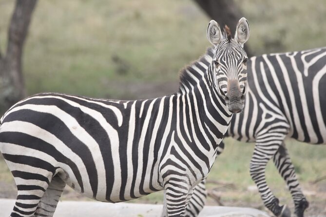Nairobi Layover - Logistics and Meeting Point