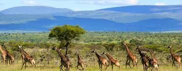 Nairobi Masai Mara Multi-Day Small Group Safari - What the $402.55 starting price may mean for your budget