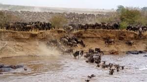 Nairobi Masai Mara Multi-Day Small Group Safari - Should you book it?