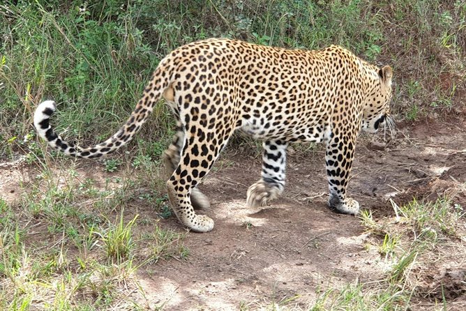 Nairobi Nat Park,Sheldrick Elephant Giraffe Centre&Karen Blixen - Visitor Reviews