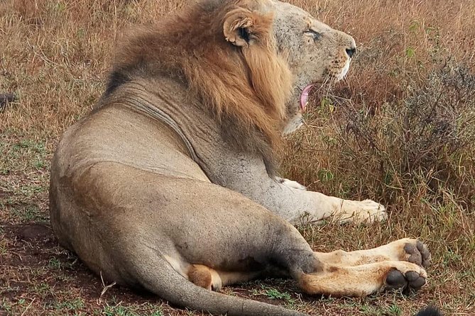 Nairobi Nat Park,Sheldrick Elephant Giraffe Centre&Karen Blixen - The Sum Up