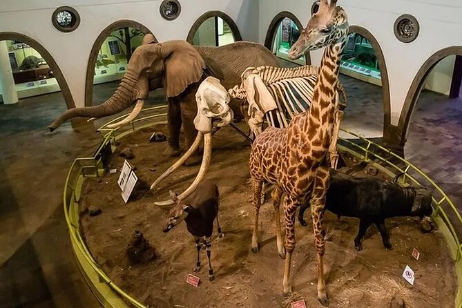 Nairobi National Museum and Snake Park Guided Day Tour - Operator Information