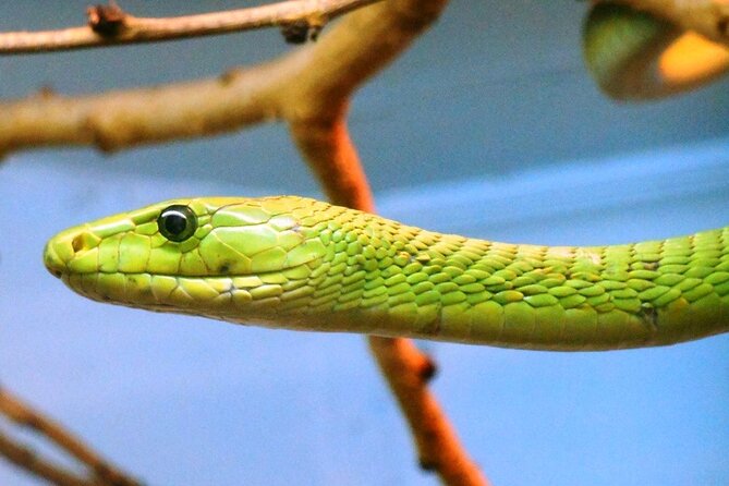 Nairobi National Museum and Snake Park Guided Day Tour - The Sum Up