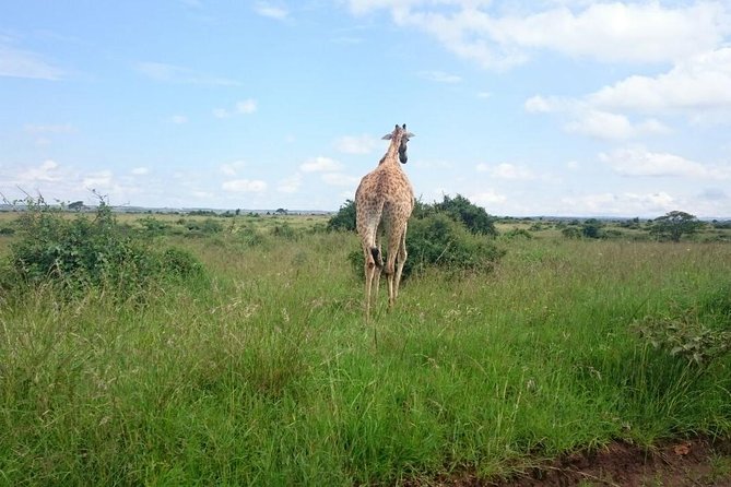 Nairobi National Park 1.p.m Game Drive - Additional Information and Reviews