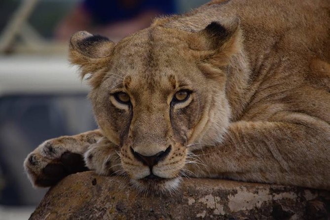 Nairobi National Park 5 Hours Tour - Frequently Asked Questions