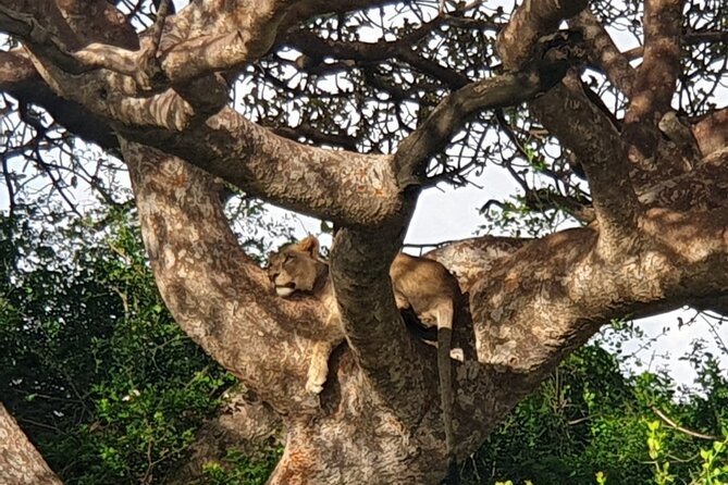 Nairobi National Park 6 Am Group-Joining Game Drive - Directions