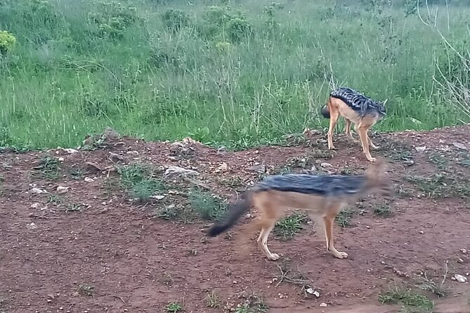 Nairobi National Park 6 Am Group-Joining Game Drive - Additional Information