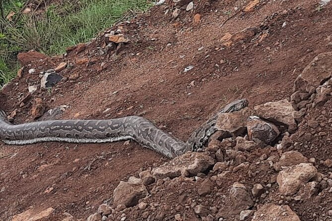 Nairobi National Park 6 Am Group-Joining Game Drive - Frequently Asked Questions