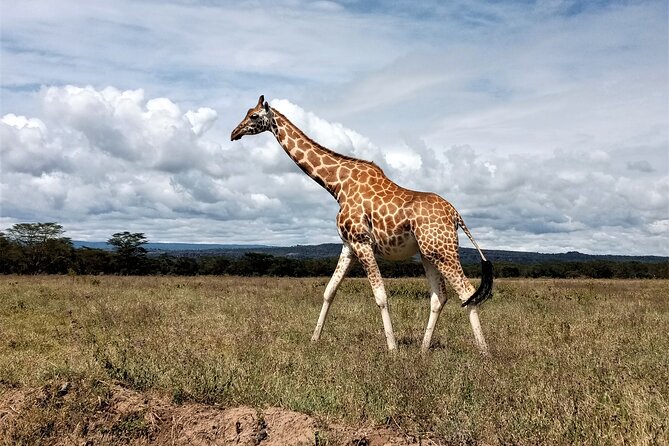 Nairobi National Park 6 Am Group-Joining Game Drive - The Sum Up
