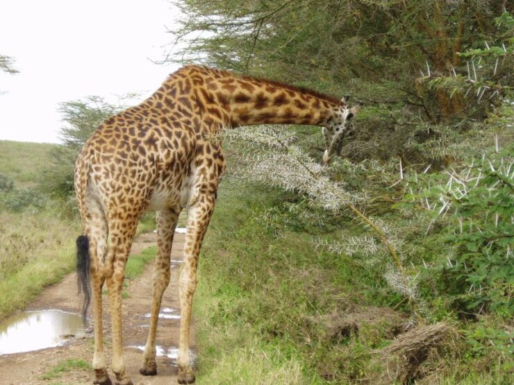 Nairobi National Park, Baby Elephant & Giraffe Center Tour - Tour Details