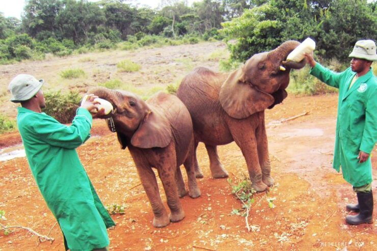 Nairobi National Park, Baby Elephant & Giraffe Center Tour - Experience