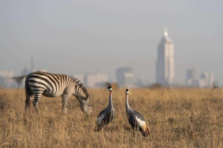 Nairobi National Park, Baby Elephant & Giraffe Center Tour - Inclusions