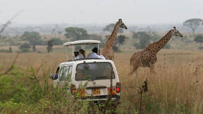 Nairobi National Park, Baby Elephant & Giraffe Center Tour - The Sum Up