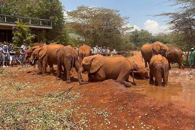 Nairobi National Park, Baby Elephant Orphanage and Giraffe Center - Cancellation Policy