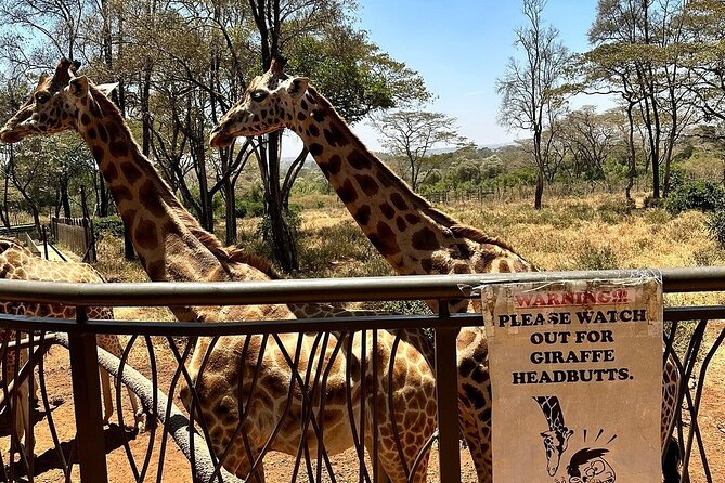 Nairobi National Park, Baby Elephant Orphanage and Giraffe Center - Reviews