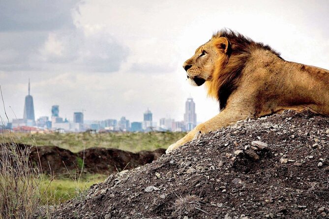 Nairobi National Park, Baby Elephant Orphanage and Giraffe Center - Wildlife Experiences