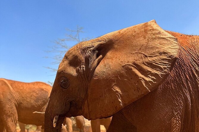 Nairobi National Park, Baby Elephant Orphanage and Giraffe Center - Frequently Asked Questions
