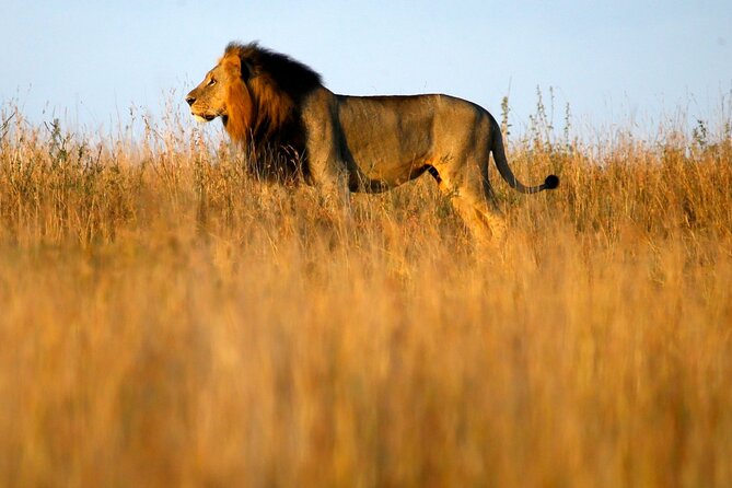 Nairobi National Park, Baby Elephant Orphanage and Giraffe Center - The Sum Up