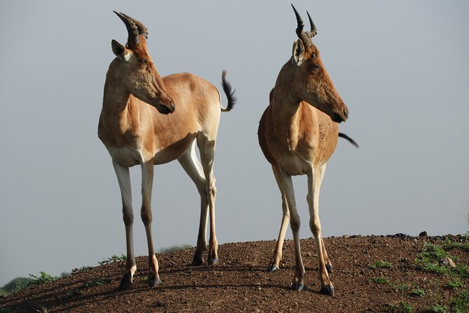 Nairobi National Park Drive & Giraffe Centre - The Sum Up