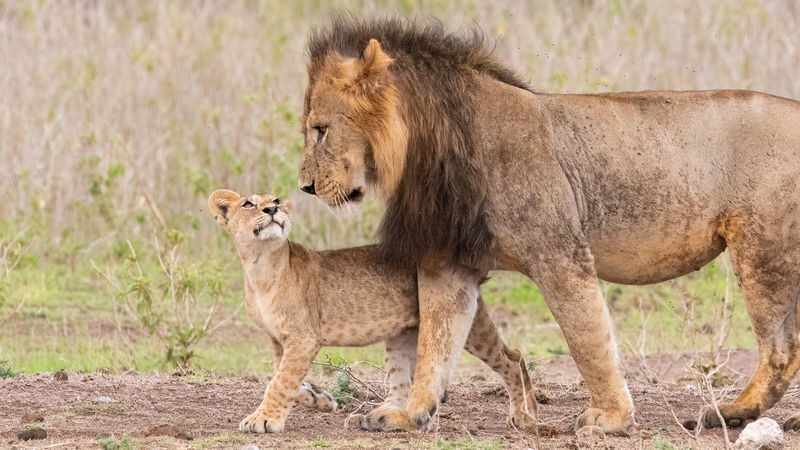 Nairobi National Park, Elephant Nursery & Giraffe Center Guided Tour - Nairobi National Park, With the City Close By