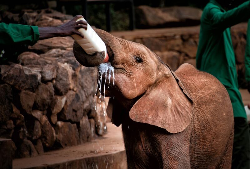 Nairobi National Park, Elephant Nursery & Giraffe Center Guided Tour - Watching Elephant Calves at Feeding Time