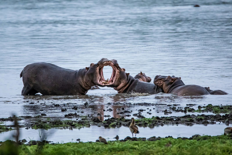 Nairobi National Park, Elephant Nursery & Giraffe Center Guided Tour - What the Price Covers, and What It Does Not