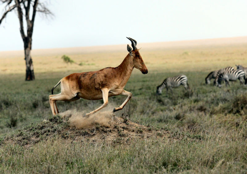 Nairobi National Park, Elephant Nursery & Giraffe Center Guided Tour - Who Will Get the Most from This Tour