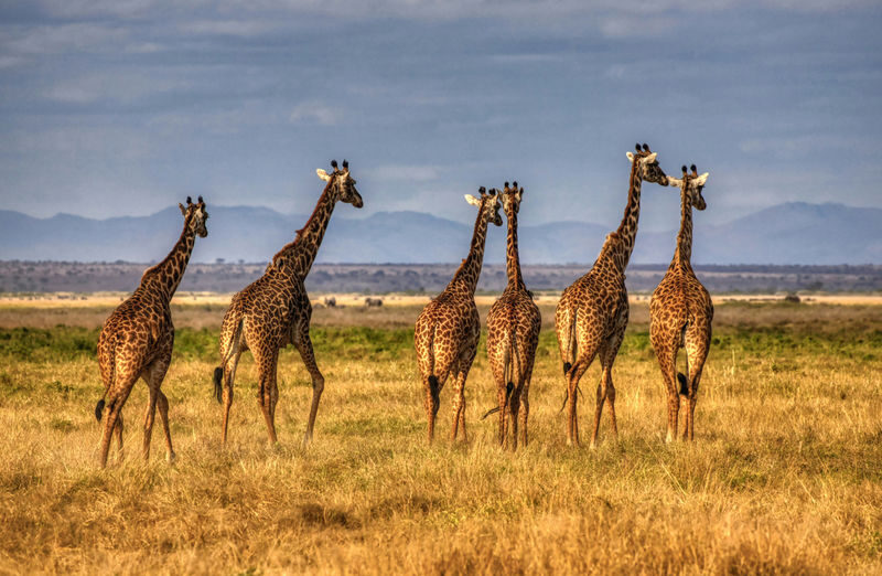 Nairobi National Park, Elephant Nursery & Giraffe Center Guided Tour - Practical Details Before You Book