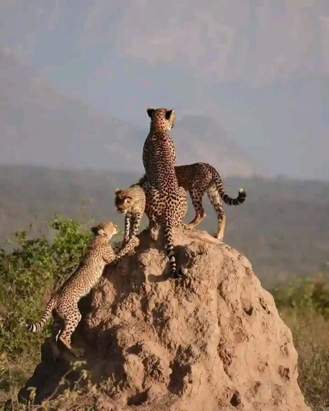 Nairobi National Park, Elephant Nursery & Giraffe Center Guided Tour - Should You Book It?