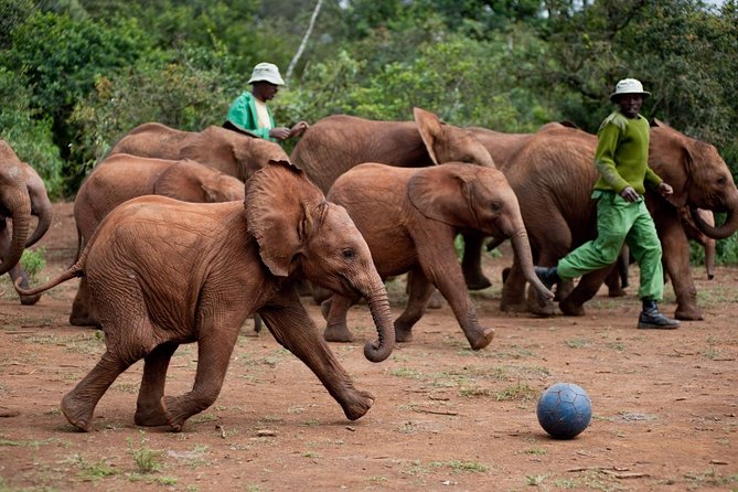 Nairobi National Park, Elephant Orphanage, Giraffe Centre,Karen Blixen Day Tour - Tour Impact and Sustainability