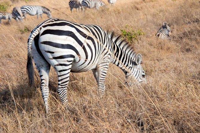 Nairobi National Park/elephant Sanctuary/giraffe Centre & Lunch At Carnivore - Inclusions and Logistics