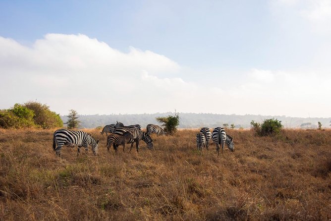 Nairobi National Park/elephant Sanctuary/giraffe Centre & Lunch At Carnivore - Pickup and Meeting Point