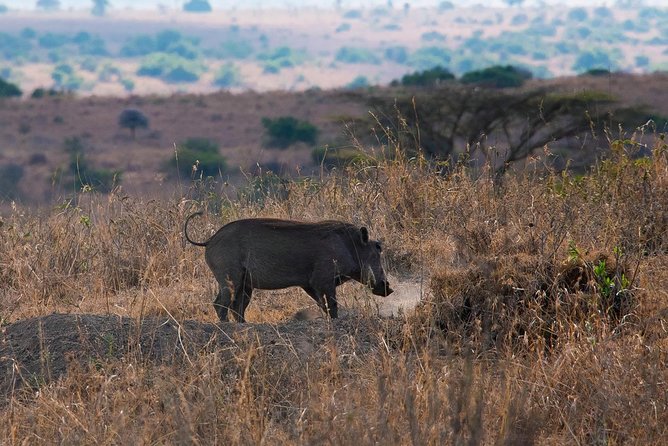 Nairobi National Park/elephant Sanctuary/giraffe Centre & Lunch At Carnivore - Itinerary Overview