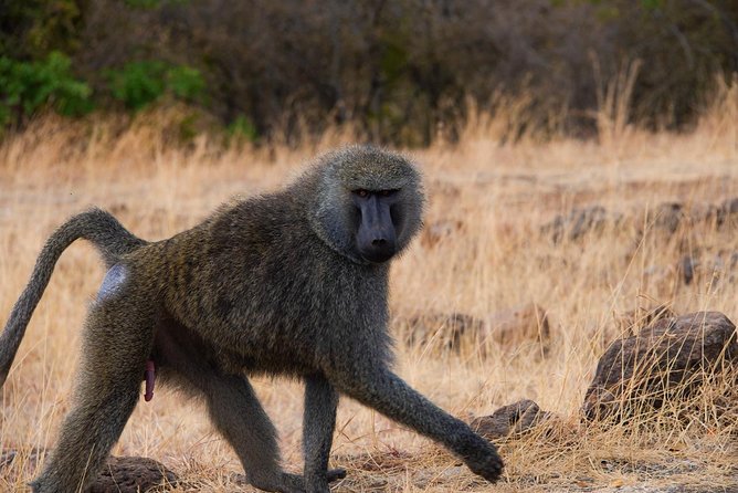 Nairobi National Park/elephant Sanctuary/giraffe Centre & Lunch At Carnivore - Price Details