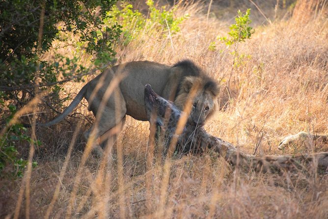 Nairobi National Park/elephant Sanctuary/giraffe Centre & Lunch At Carnivore - Additional Information