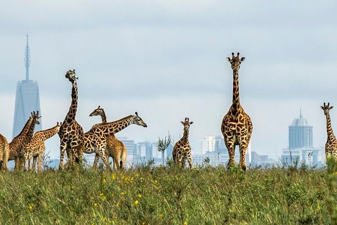 Nairobi National Park Game Drive and Transfer - Entrance Fees