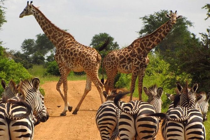 Nairobi National Park Game Drive and Transfer - Booking Confirmation