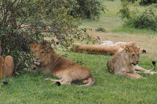 Nairobi National Park Game Drive and Transfer - Cancellation Policy