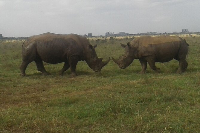 Nairobi National Park Game Drive. Free Airport Pick / Drop Off. - Tour Highlights and Inclusions